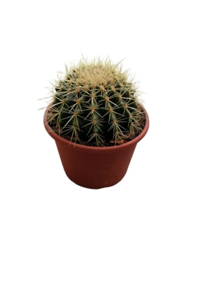 Altın Fıçı Kaktüs -Echinocactus Grusonii-Varil Kaktüs-Top Kaktüs / 15 cm - Resim 3