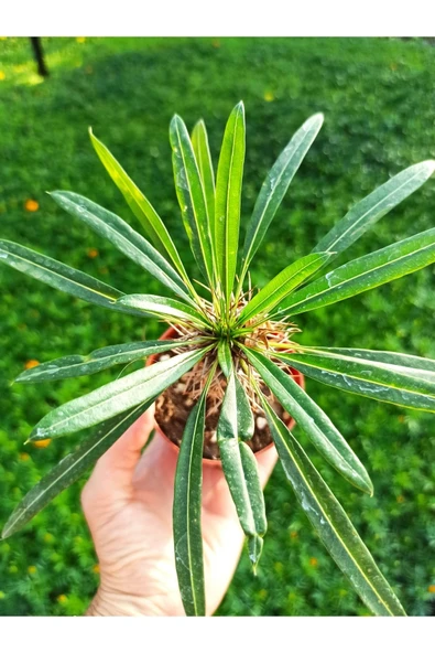 Pachypodium Lamerei - Madagaskar Palmiyesi, 8.5 Cm Saksıda - Resim 2