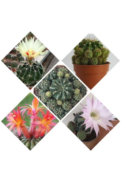 3 Çeşit Çiçek Açan 3 Adet Kaktüs ürün görseli
