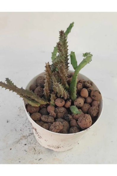 Leş Kaktüs-8.5 cm Saksı-ref 19f/94 ürün görseli