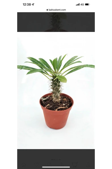 Madagaskar Palmiyesi ürün görseli