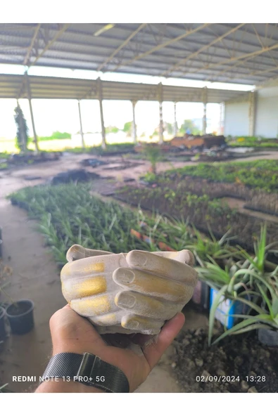 Avuç şeklinde taş Orkide bonsai ve aranjman saksısı ürün görseli