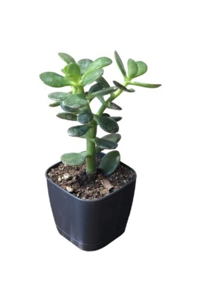 Tüplü Para Ağacı Çiçeği 15- 25 Cm