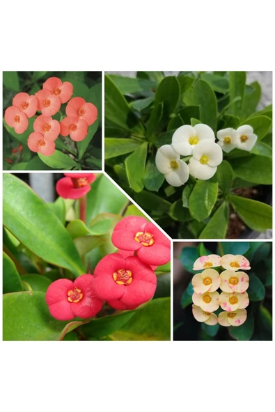 4 Adet Dikenler Tacı ürün görseli