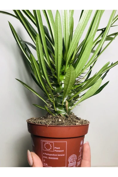 Madagaskar Palmiyesi Pachypodium Lamerei ürün görseli