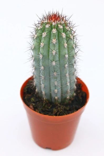 Mavi Sütun Kaktüs - 5.5 Cm Saksı