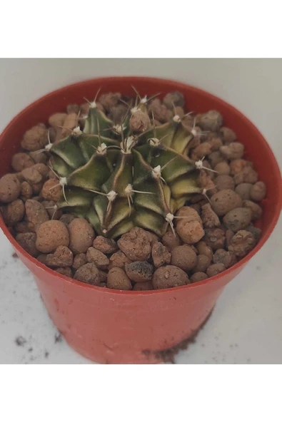 Dörtlü Gymnocalycium Mihanovichii Set - Resim 5