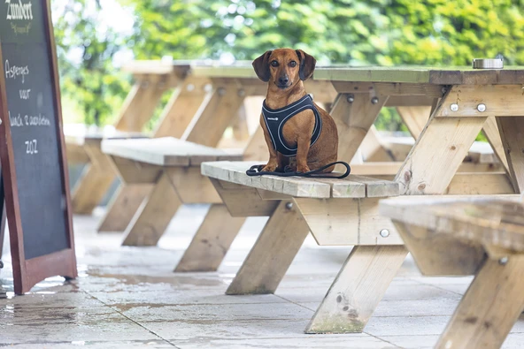 Beeztees Köpek Göğüs Tasması, Neopren, Siyah, S, 38-44cm - Resim 5