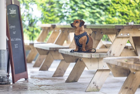 Beeztees Köpek Göğüs Tasması, Neopren, Siyah, S, 38-44cm - Resim 8