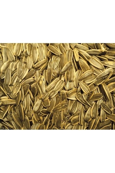 TALAS Kuruyemiş Kavrulmuş Ay Çekirdeği 3 KG