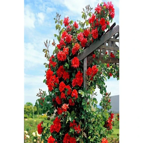 Saksıda Gül Fidanı Kırmızı Yediveren 10-20 cm - Resim 2