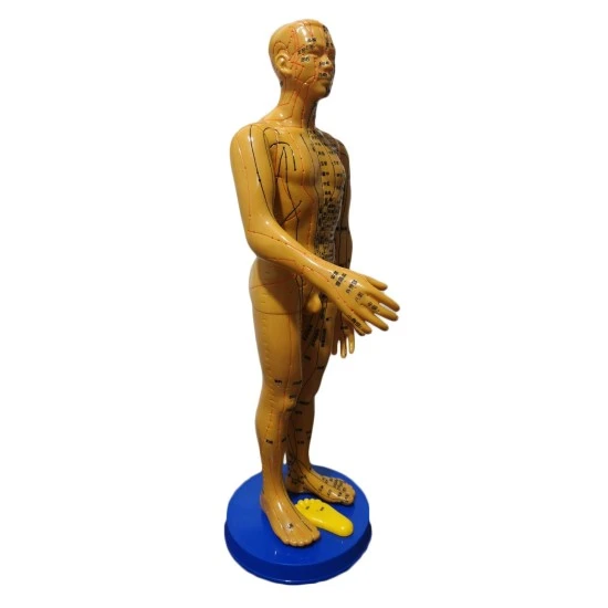 Akupunktur İnsan Maketi