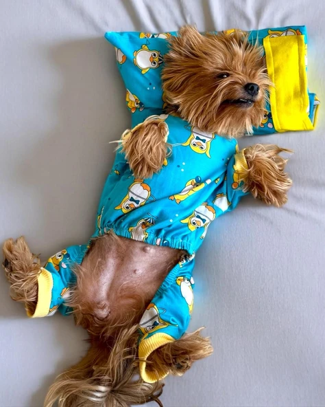 PenPen the Penguin Penye Köpek Tulum Pijama - 7