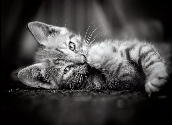 Clementoni Kedi Yavruları 1000 Parça High Quality Collection Yetişkin Puzzle Kitty Clemkit - 2