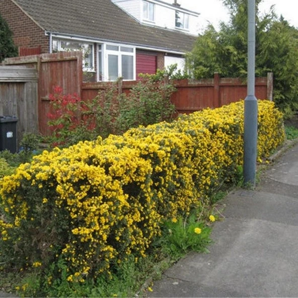 Dört Mevsim Dikilebilen Kuraklığa Dayanıklı Parfüm Kokulu Katır Tırnağı Fidanı