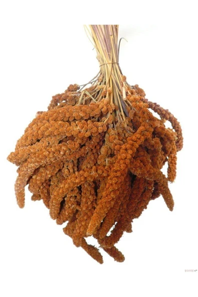 Doğal Kızıl Dal Darı Kuş Yemi 100 Gr