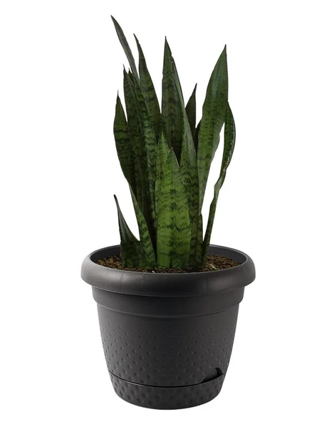 Omnipazar KRS-345 Dekoratif İnci Bitki Çiçek Saksı Takımı 15.3 Litre No 5 - 3