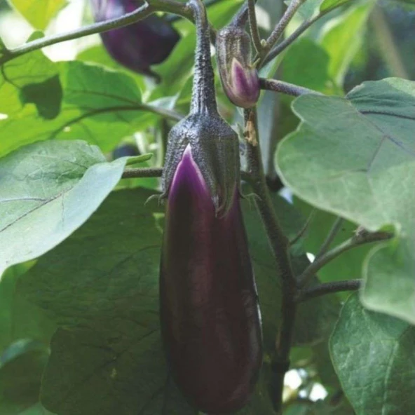 Tüplü 5'li Paket Natural Pala Patlıcan Fidesinin