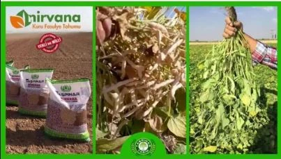 Taşpınar Tarım NİRVANA KURU FASULYE TOHUMU 2KG