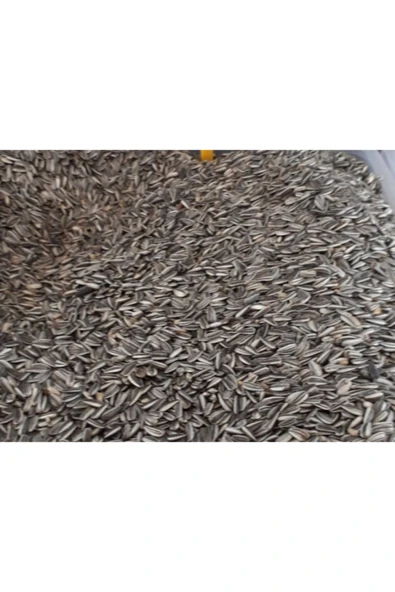 MOYASHOP 1 Kg Alaca Papağan Çekirdeği - Alacalı - Çekirdek - Kuş Yemi - Yem