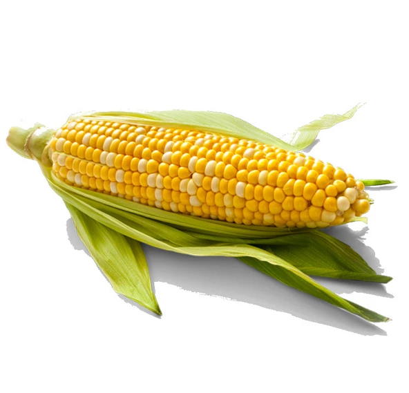 Süt Mısır Tohumu 20 GR 55-60 Tohumu