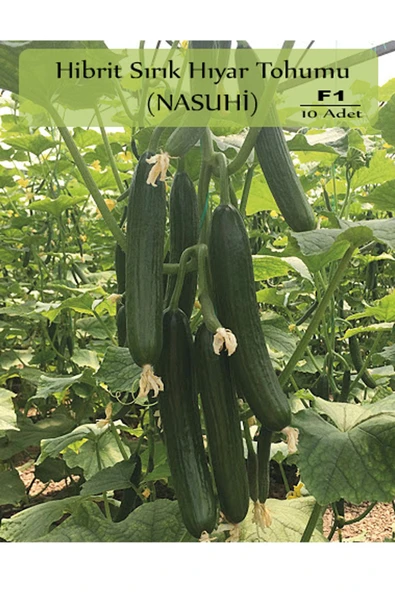 6 Paket Tohum No4 Hibrit F1 Salatalık Tohumları Domates - Frenk Maydanozu Tohumu Havuç Tohumu ... - Resim 2