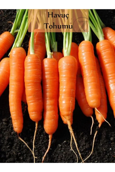 6 Paket Tohum No4 Hibrit F1 Salatalık Tohumları Domates - Frenk Maydanozu Tohumu Havuç Tohumu ... - Resim 6