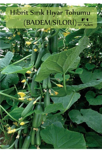 6 Paket Tohum No4 Hibrit F1 Salatalık Tohumları Domates - Frenk Maydanozu Tohumu Havuç Tohumu ... - Resim 3