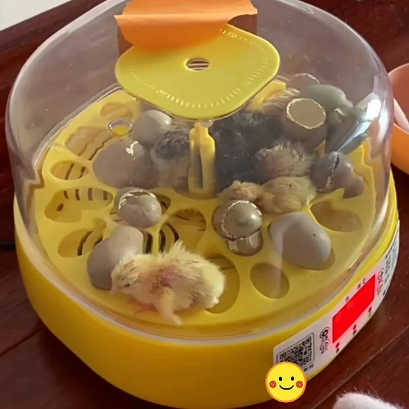 Mini Otomatik Ev Tipi Kuluçka: Papağan Bıldırcın Kuluçka Makinesi 18li Yumurtalı MX-18 - 3