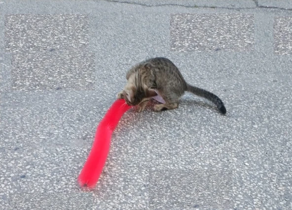 Kedi Tırmalama Fırçası - Kedi Oyuncağı - 2