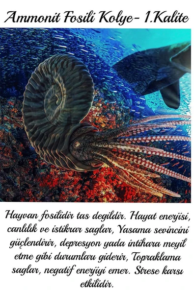 Sertifikalı Ammonit Fosil Doğal Taş Kolye - Aaa+ Kalite - Resim 3