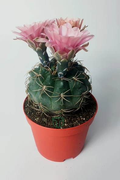 Gymnocalycium Baldianum - çiçek açan nadir kaktüs - kolay bakım - canlı renkler - 8.5 cm saksıda - Resim 2