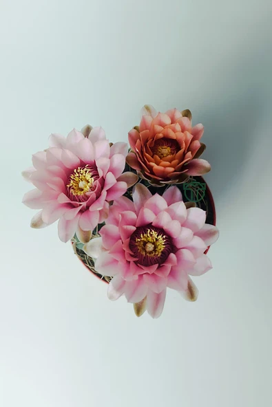 Gymnocalycium Baldianum - çiçek açan nadir kaktüs - kolay bakım - canlı renkler - 8.5 cm saksıda - Resim 4