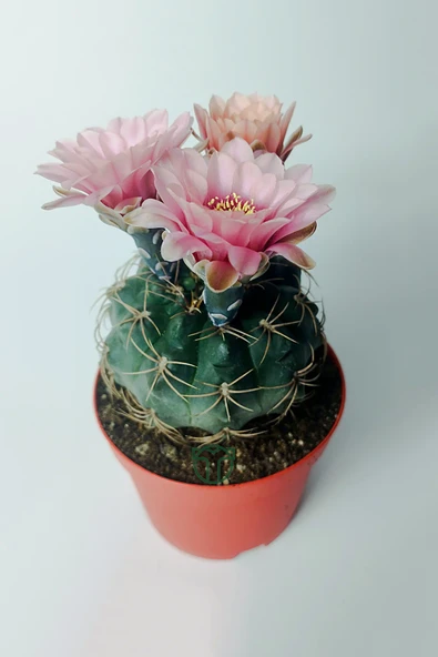 Gymnocalycium Baldianum - çiçek açan nadir kaktüs - kolay bakım - canlı renkler - 8.5 cm saksıda - Resim 3