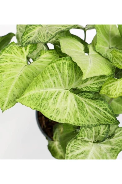 Melek Kanadı Çiçeği 20-30 Cm Saksılı Iç Mekan Bitkileri Syngonium Podophyllum - 3