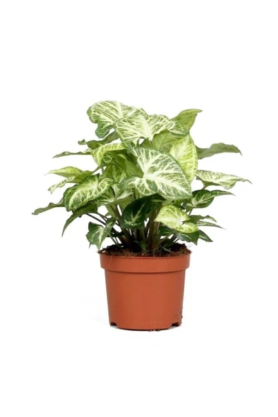 Melek Kanadı Çiçeği 20-30 Cm Saksılı Iç Mekan Bitkileri Syngonium Podophyllum