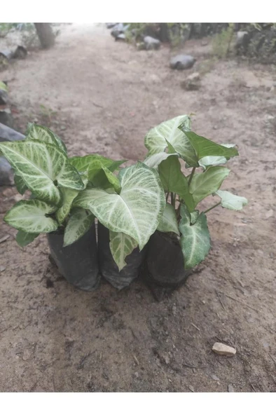 3 Adet Melek Kanadı Çiçeği Fidanı 10-20 cm ürün görseli