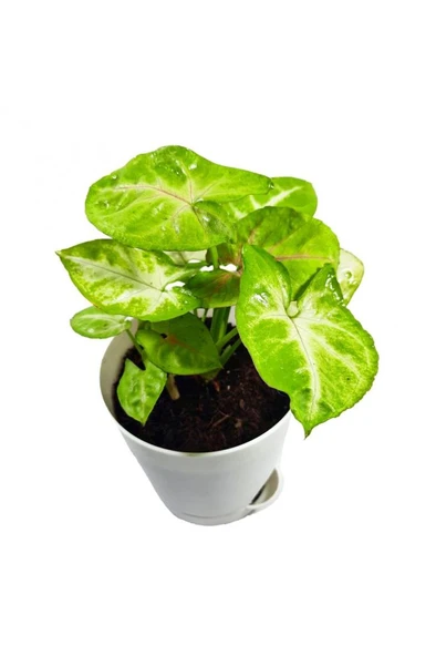Syngonium Mango Allusion - Melek Kanadı Çiçeği Ev Ofis Salon Iç Mekan Bitkisi