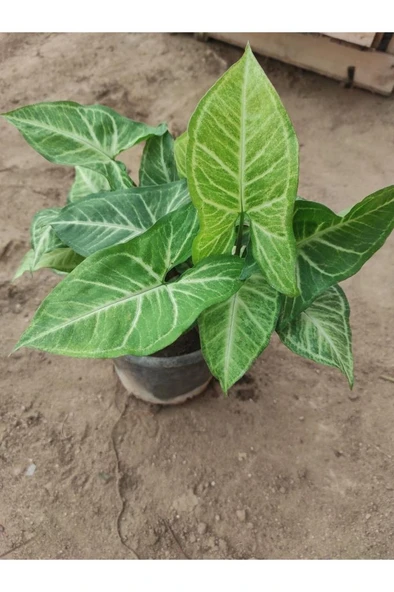 Melek Kanadı Çiçeği Fidanı 10-20 cm