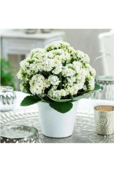 Saksılı Beyaz Kalanşo Çiçeği( 12 Lik Saksıda ) ürün görseli