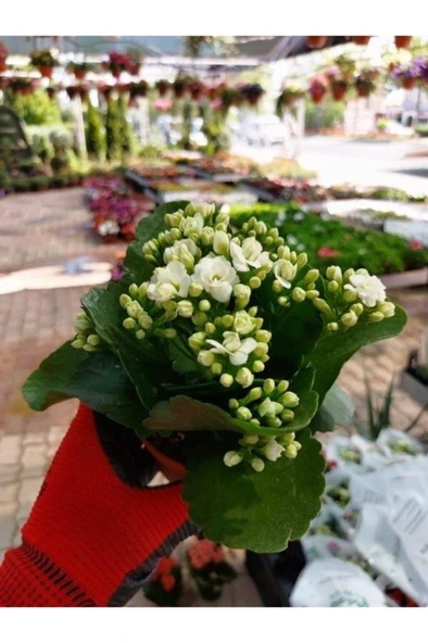 Saksılı Beyaz Kalanşo Çiçeği( 12 Lik Saksıda ) - Resim 3