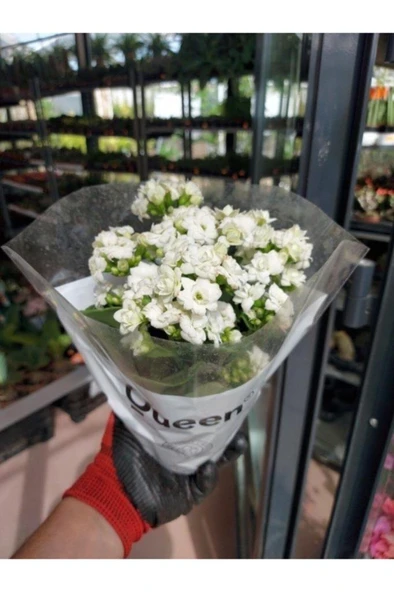 Saksılı Beyaz Kalanşo Çiçeği( 12 Lik Saksıda ) - Resim 2