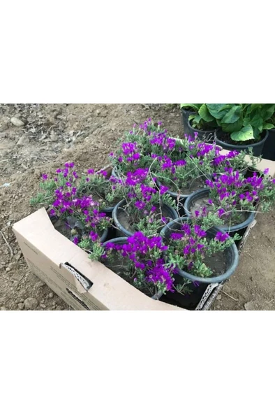 Acem Halısı Çiçeği 10-20 cm - Resim 3