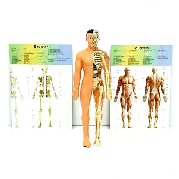 The Human Body İnsan Vücudu 3D Eğitim Seti 3302 - 3