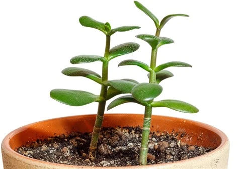 Crassula Ovata Para Çiçeği Fidanı 10-20 Cm