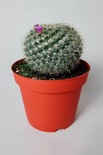 Yaşlı Kadın Kaktüsü (Mammillaria Hahniana) – kolay bakım, küçük çiçekler 8.5 cm saksıda