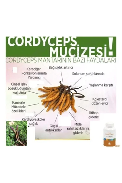 TİENS KORDİSEPS MANTARI CORDYSEPS KORDYSEP CORDYSEP - 2