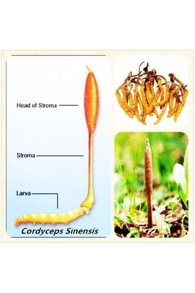 TİENS KORDİSEPS MANTARI CORDYSEPS KORDYSEP CORDYSEP - 6