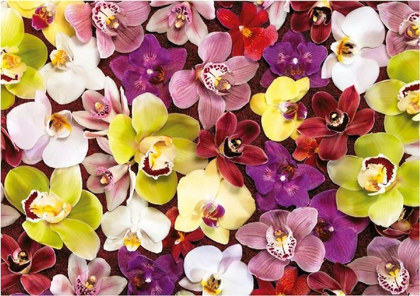 Educa 1000 Parça Orkide Çiçek Kolajı - Orchid Collage - 19558