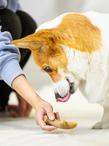 Köpek Çiğneme Oyuncağı - Ahşap Plastik Boynuz M - 5